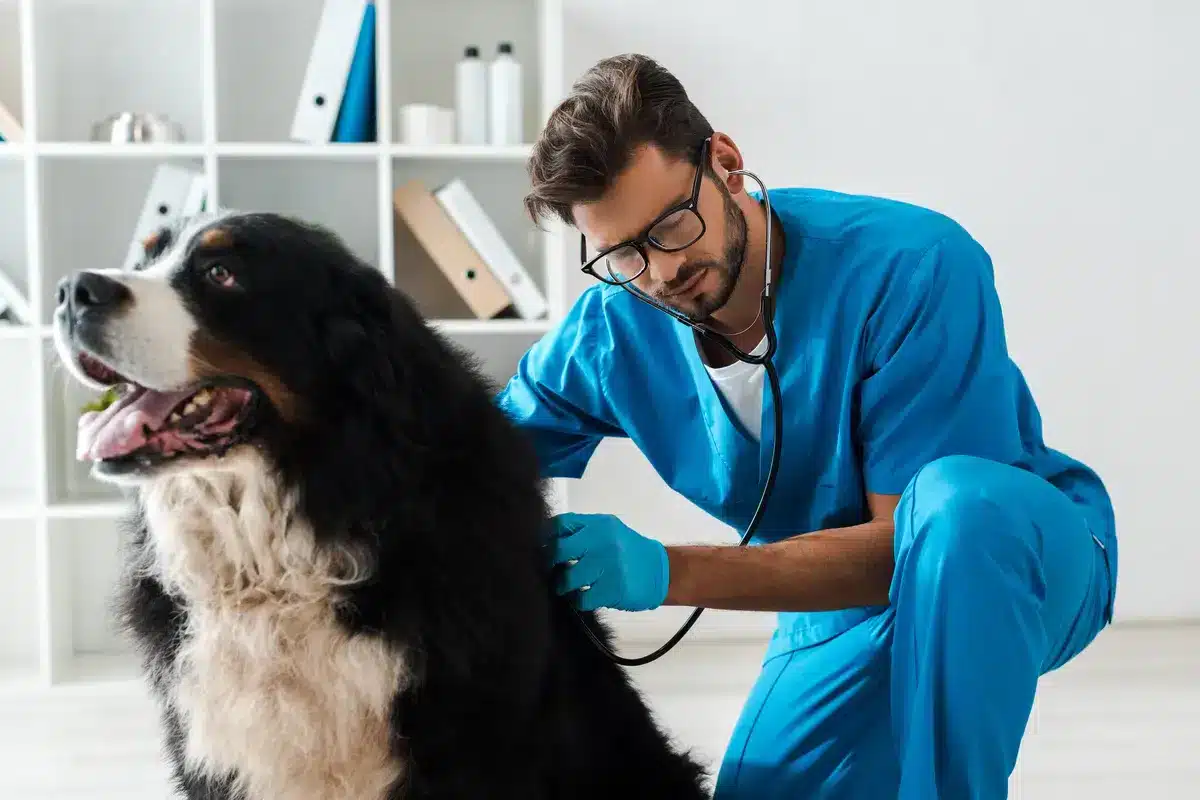 attentive-veterinarian-examining
